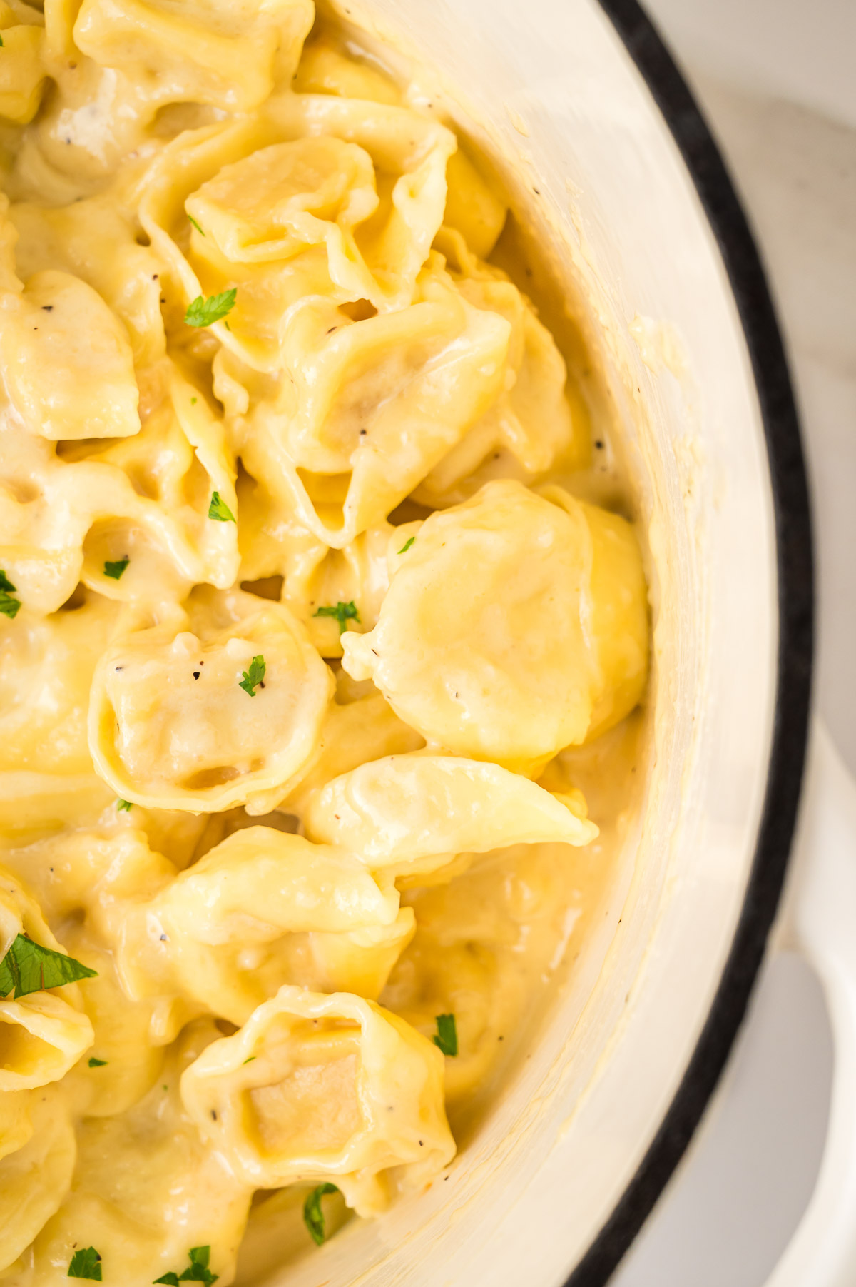 Overhead view of creamy alfredo tortellini with parsley garnish