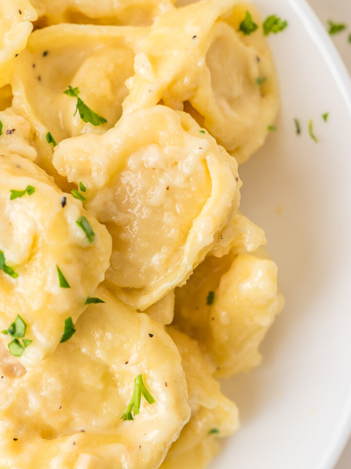 Alfredo tortellini in a bowl topped with fresh parsley