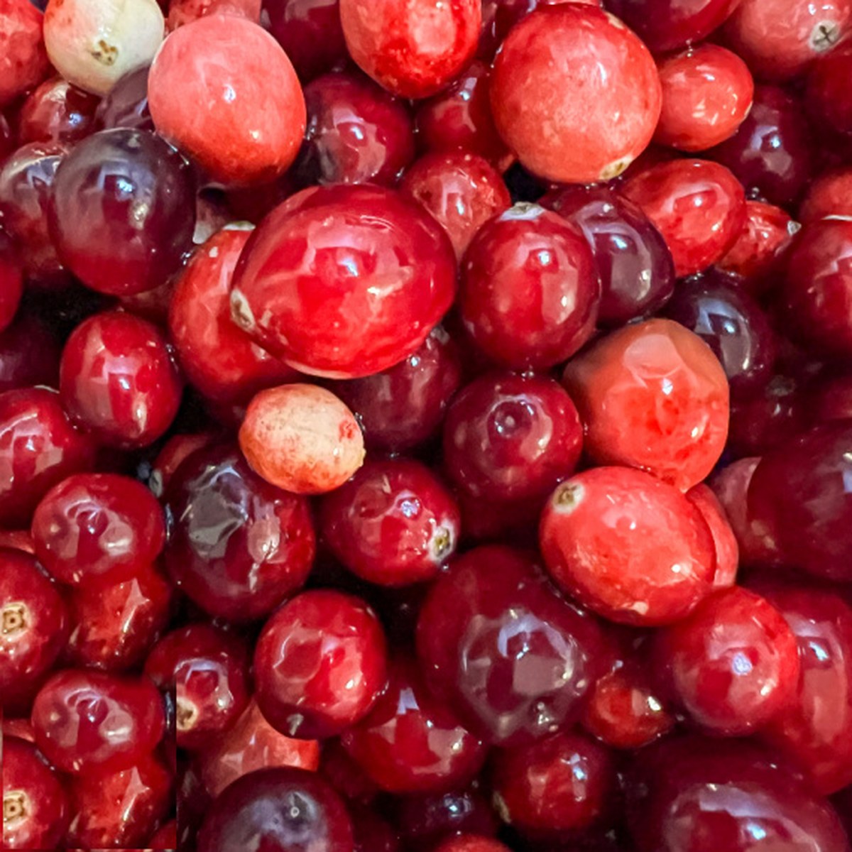 Rinsed fresh cranberries in a Dutch oven, step one of making homemade cranberry sauce.